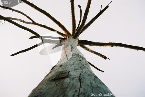 Image of dry lone tree wah garden