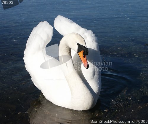 Image of Swan