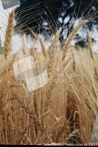 Image of wheat ripe