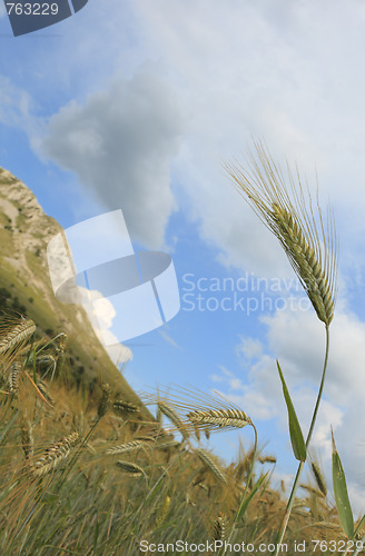 Image of Barley field