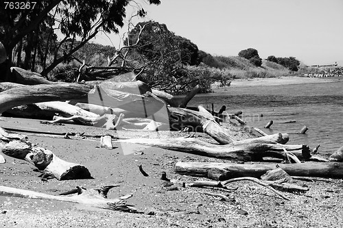 Image of Driftwood