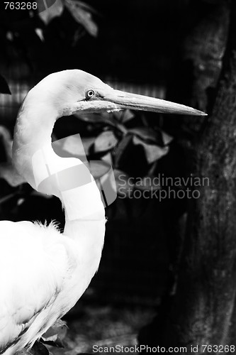 Image of Great White Egret