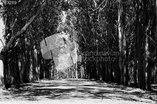 Image of Road In A Park