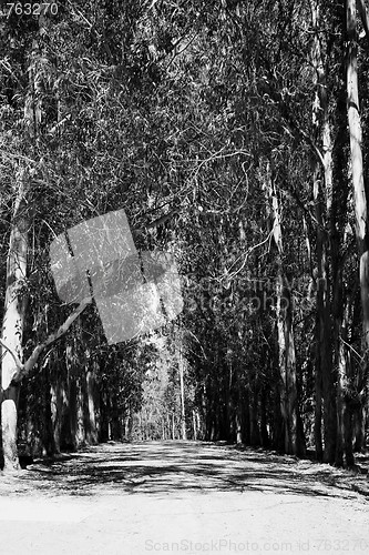 Image of Road In A Park