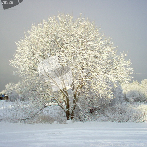 Image of winther tree