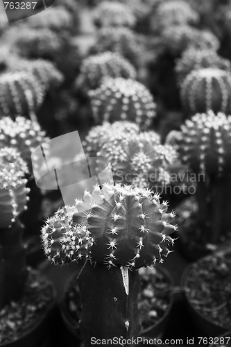 Image of Row Of Cactuses