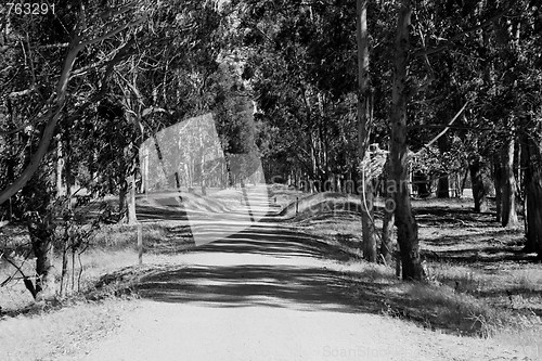 Image of Road In A Park