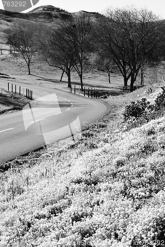 Image of Road In A Park