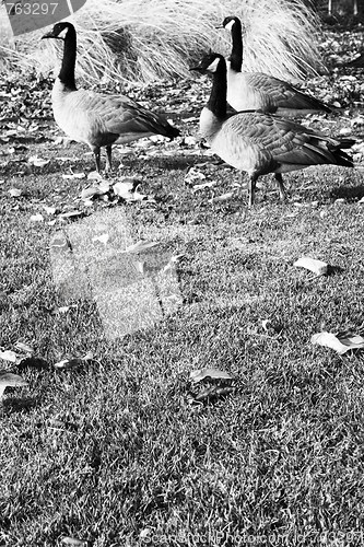 Image of Three Canadian Geese