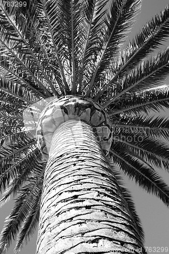 Image of Tropical Palm Tree