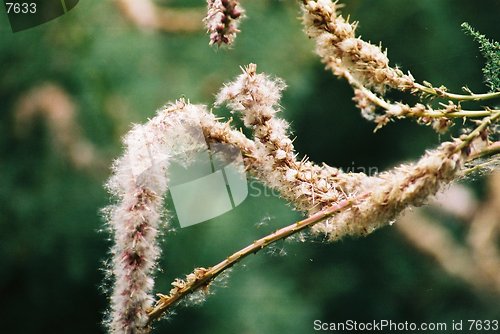 Image of dry shoots