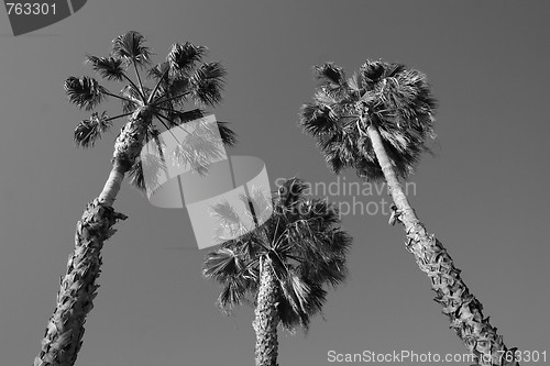 Image of Tropical Palm Trees