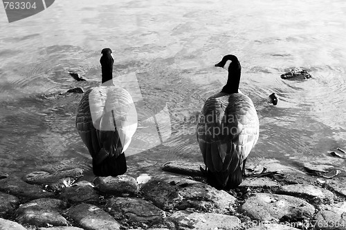 Image of Two Canadian Geese