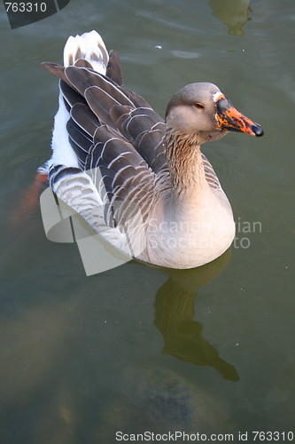 Image of Gray Duck