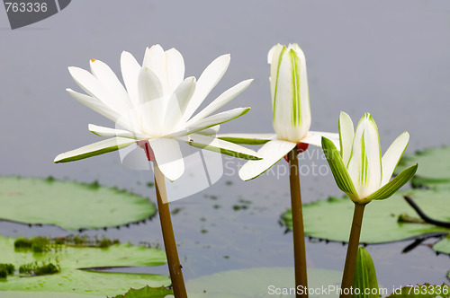 Image of White water lilies