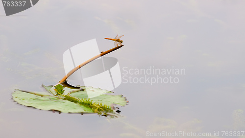 Image of Dragonfly on stalk