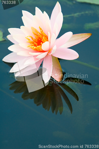 Image of Pink water lily
