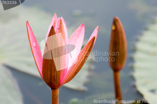 Image of Pink water lily