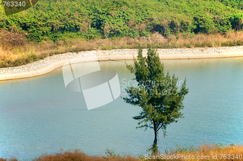 Image of Lonely tree