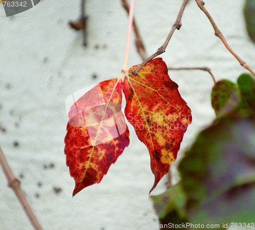 Image of Details of leaf