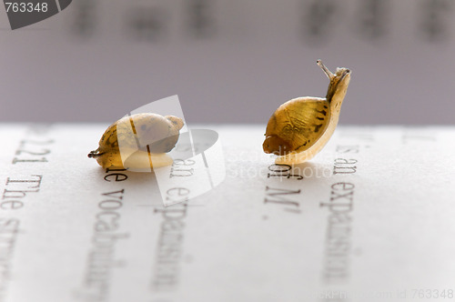 Image of Small snails