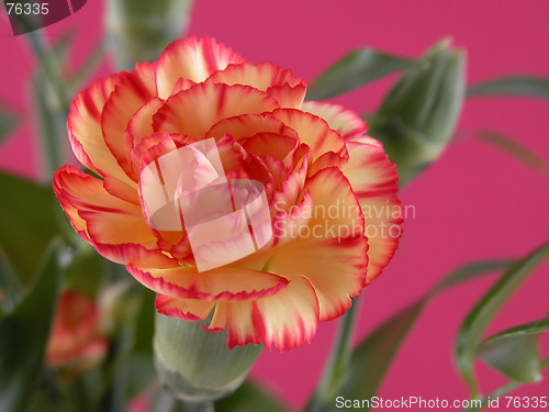 Image of carnation