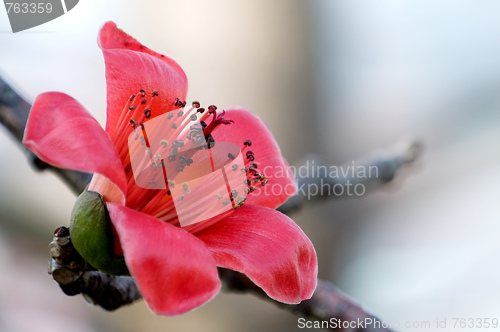 Image of Flowers of ceiba