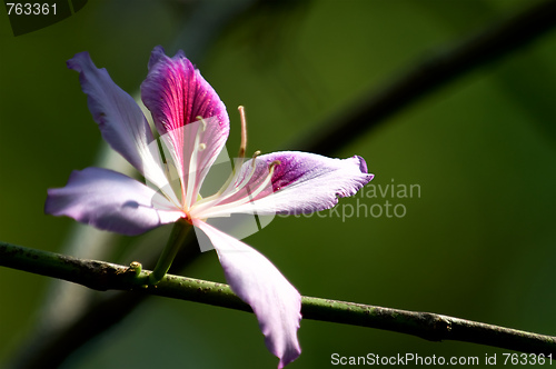 Image of Bauhinia blakeana