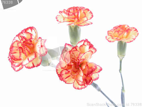 Image of carnation