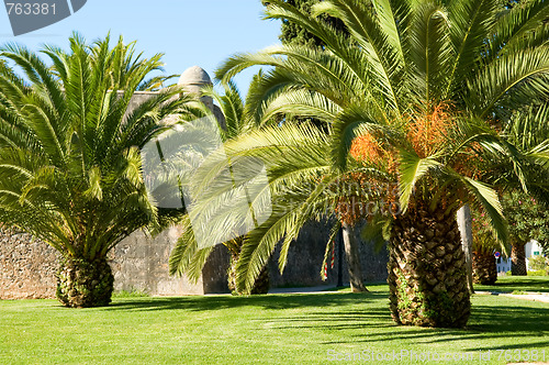 Image of Palm trees