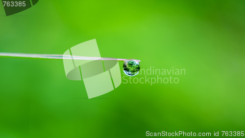 Image of Water drop on green leaf