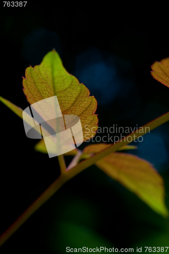 Image of Leafs over black