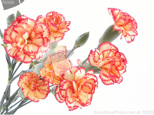 Image of carnation