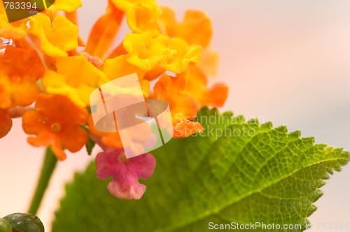 Image of Lantana camara