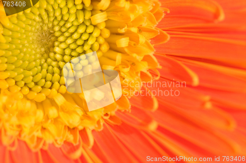 Image of Orange marguerite