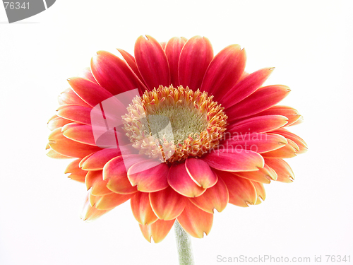 Image of pretty in red