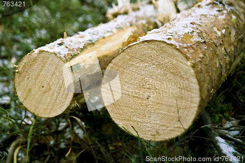 Image of CHOPPED DOWN TREE 