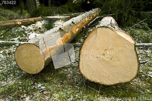 Image of Chopped trees