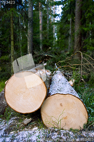 Image of Chopped trees