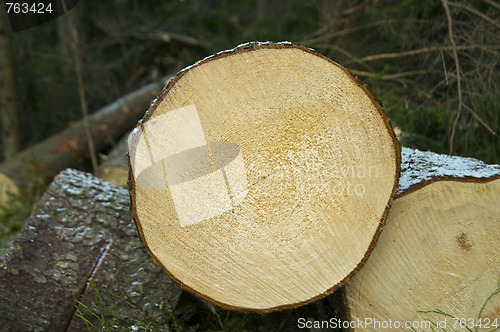 Image of Chopped down trees