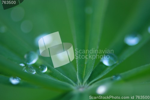 Image of plant with dew macro