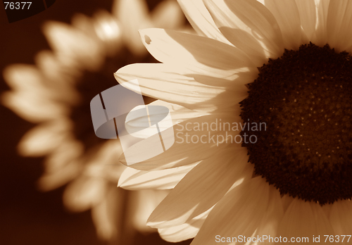 Image of Sunflower in sepia