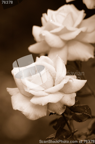 Image of Roses in sepia
