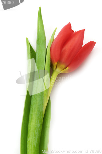 Image of Red tulip