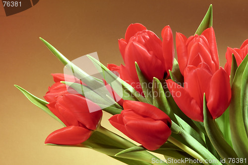 Image of Tulips