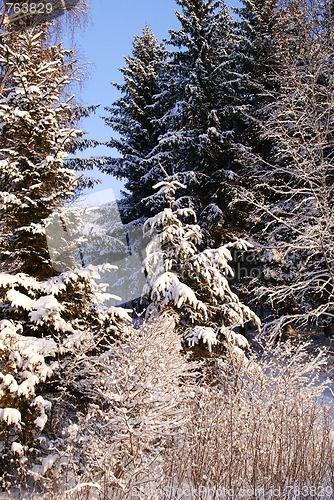 Image of Snowy Winter Forest