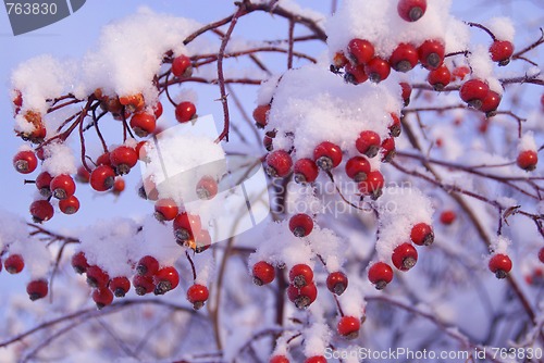 Image of Red Berries Under Snow