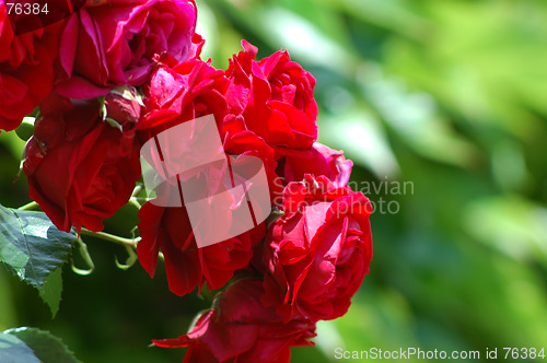 Image of Red roses