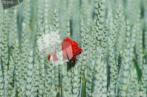 Image of Poppy and rye