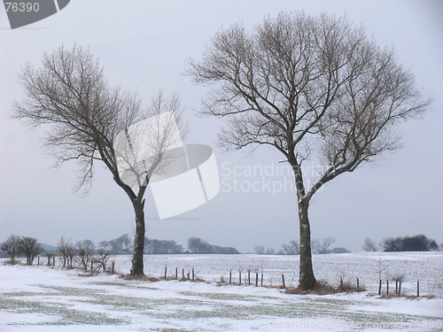 Image of Wintertrees